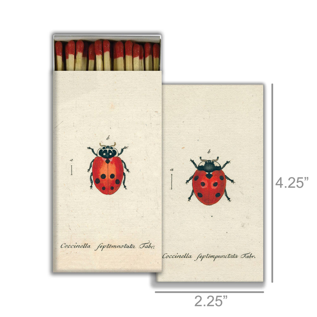 Little Lady Bug & Red Lady Bug
