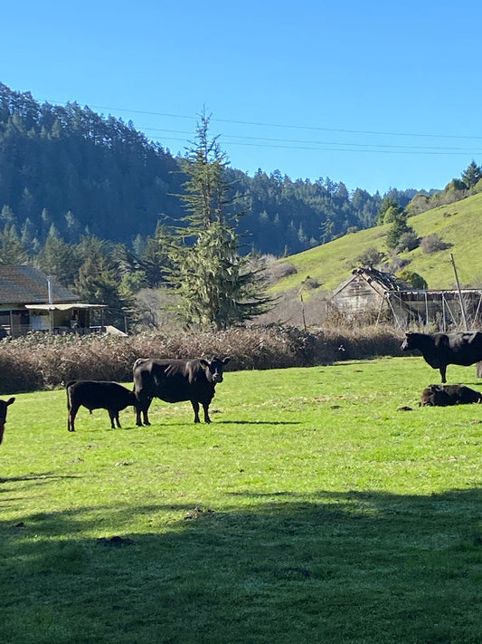 Cattle grazing in a green pasture in Duncans Mills with redwood-covered hills under a clear blue sky