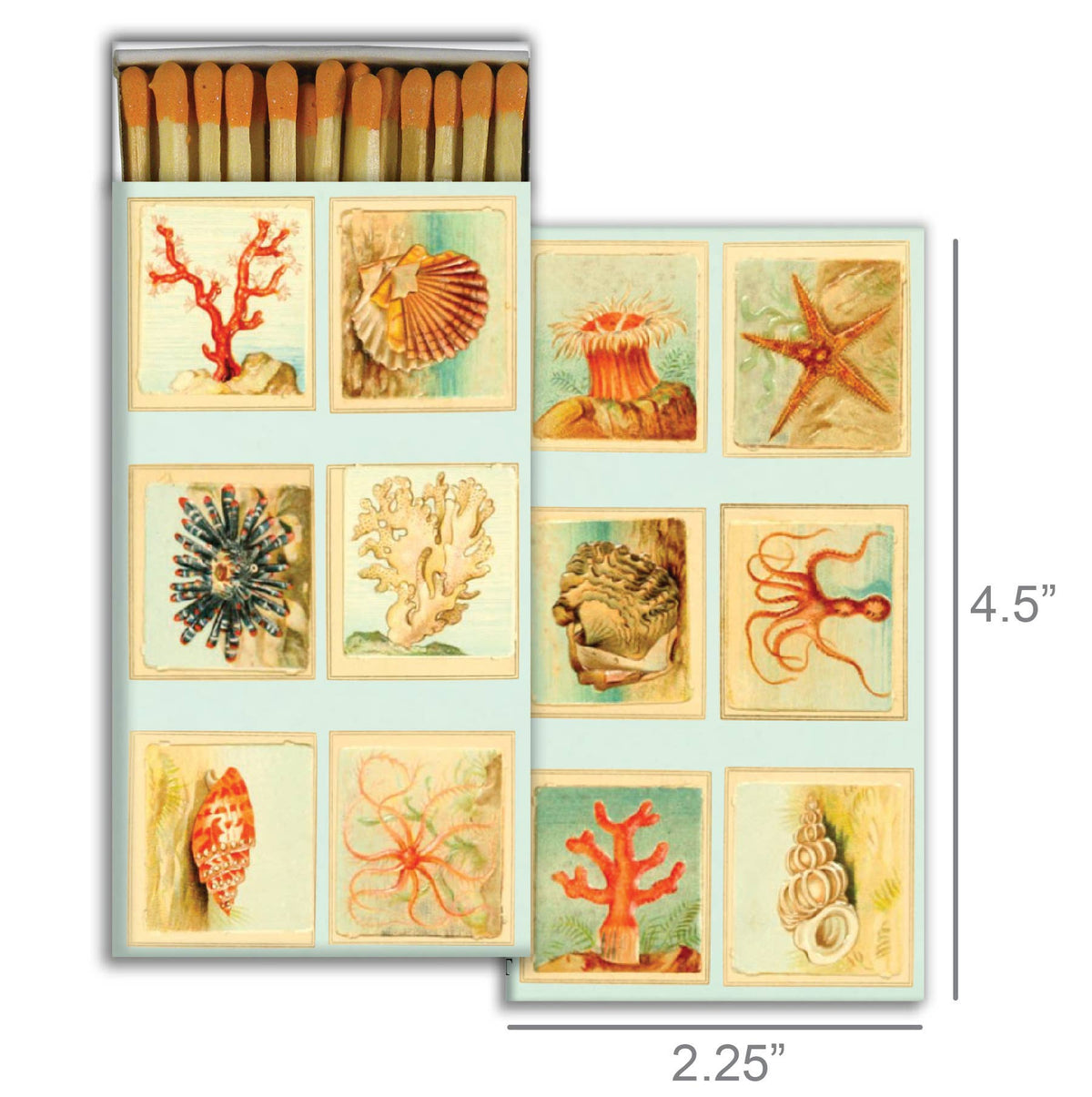 Mollusks, Coral, Seastars