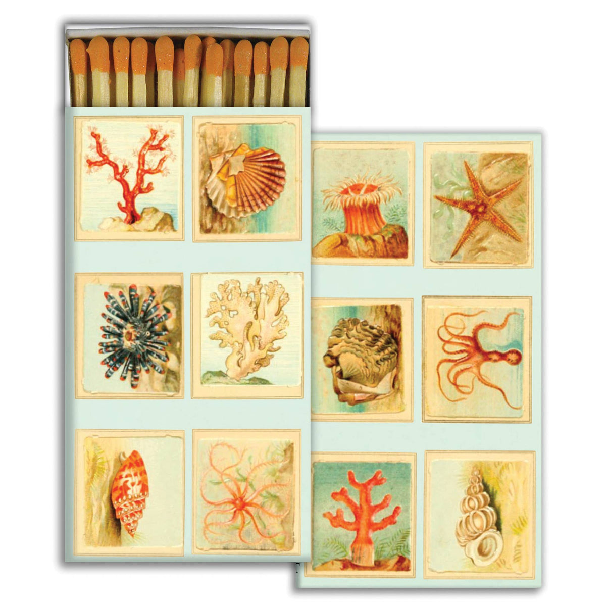 Mollusks, Coral, Seastars
