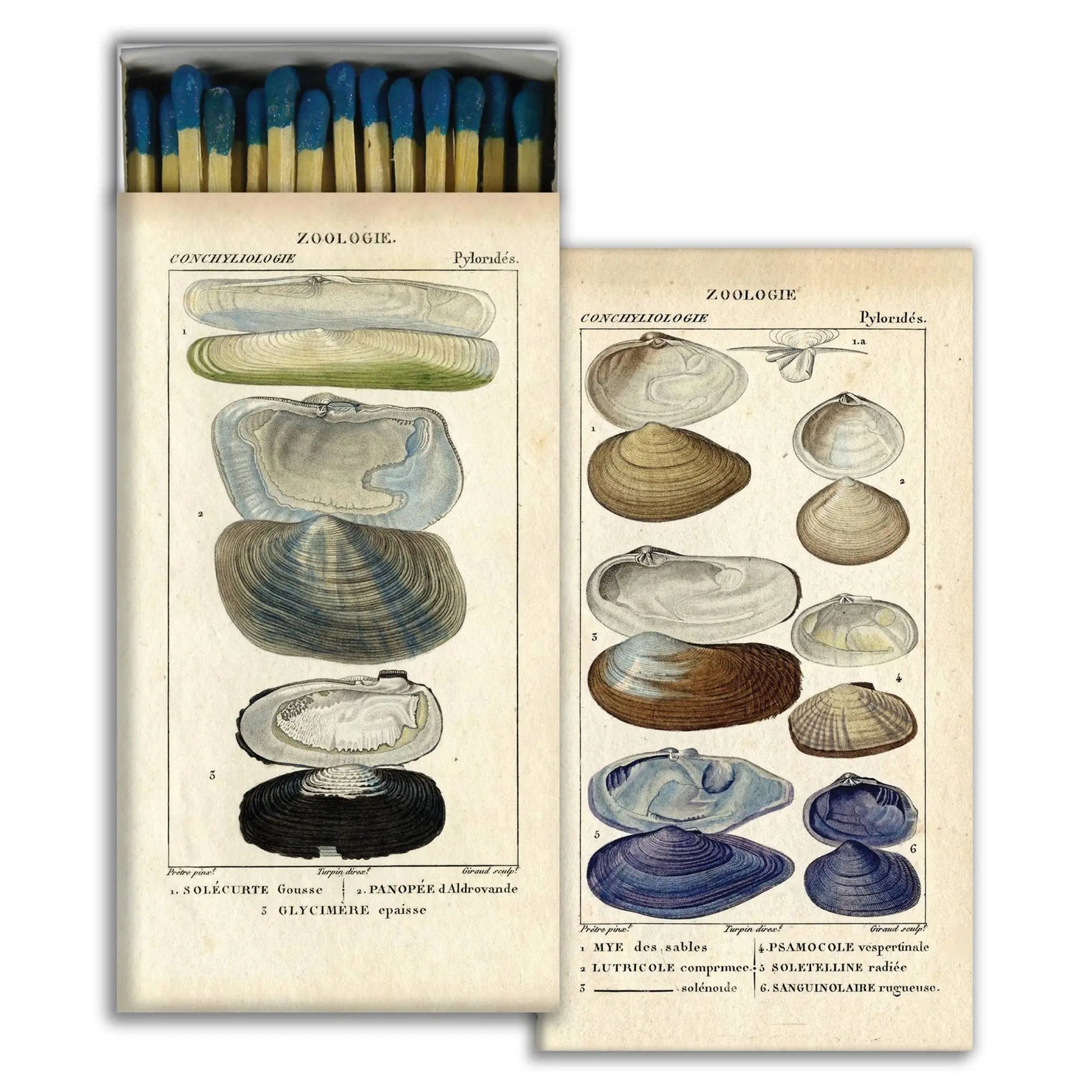 Matchbox with illustrations of shells on a white background
