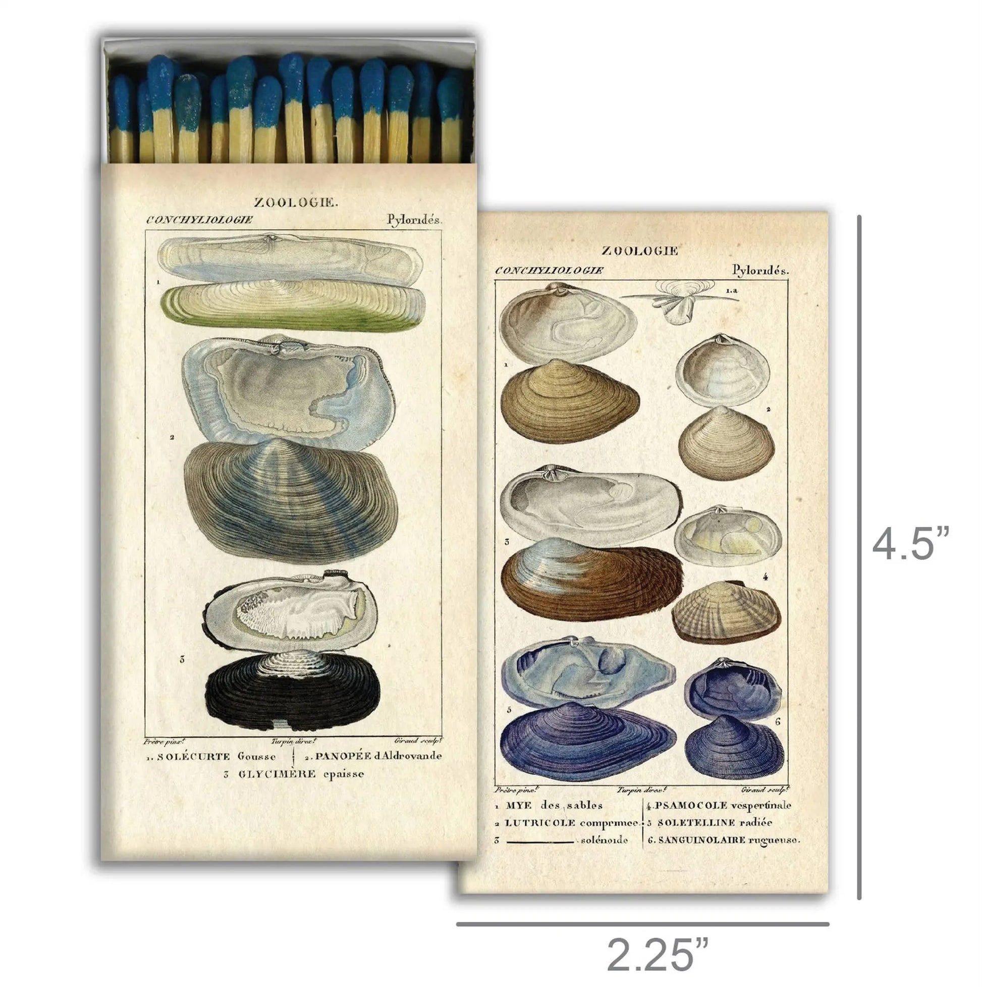 Matchbox with illustrations of shells on a white background